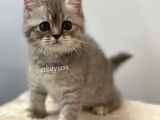Blue Tabby British Shorthair Dişi Yavrumuz
