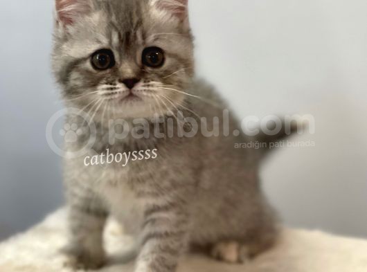 Blue Tabby British Shorthair Dişi Yavrumuz görsel