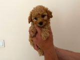 Mini Teacup Toy Poodle Yavrularımız