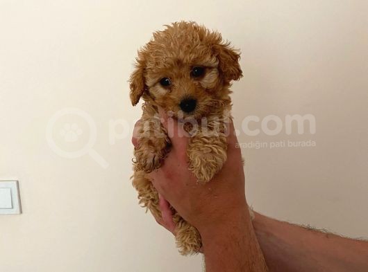 Mini Teacup Toy Poodle Yavrularımız görsel