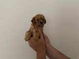 Mini Teacup Toy Poodle Yavrularımız