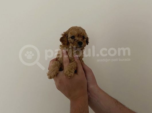 Mini Teacup Toy Poodle Yavrularımız görsel