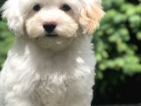 İkizlerin En Tatlısı Dizayn Irk Morkie