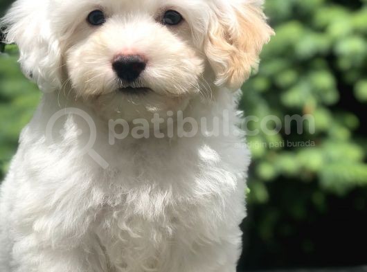 İkizlerin En Tatlısı Dizayn Irk Morkie