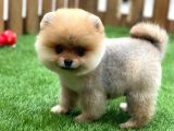 Orijinal Pomeranian Boo Yavrularımız