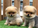 Teddy Bear Pomeranian Boo Yavrularımız
