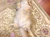British Longhair Kedimiz 2 Yaşında Çok Tatlı Erkek Gözleri Yeşil Tüyleri Sarıdır Kısırlaştırılmış