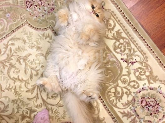 British Longhair Kedimiz 2 Yaşında Çok Tatlı Erkek Gözleri Yeşil Tüyleri Sarıdır Kısırlaştırılmış görsel