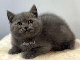 Blue British Shorthair Dişi Yavrumuz
