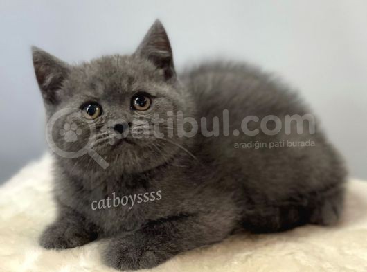 Blue British Shorthair Dişi Yavrumuz