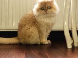 British Longhair Kedimiz 2 Yaşında Çok Tatlı Erkek Gözleri Yeşil Tüyleri Sarıdır Kısırlaştırılmış