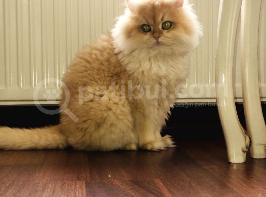 British Longhair Kedimiz 2 Yaşında Çok Tatlı Erkek Gözleri Yeşil Tüyleri Sarıdır Kısırlaştırılmış görsel