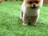 Orijinal Pomeranian Boo Yavrularımız