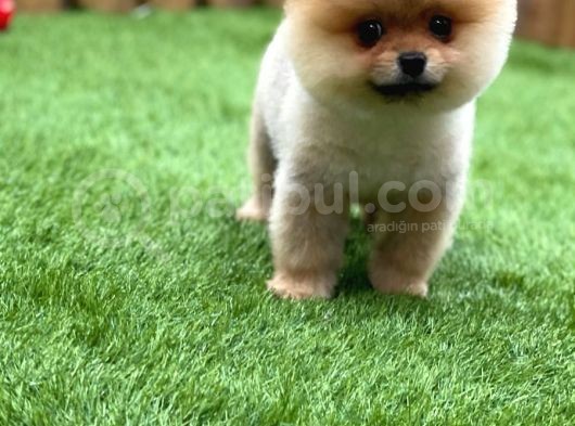 Orijinal Pomeranian Boo Yavrularımız görsel