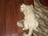 British Longhair Kedimiz 2 Yaşında Çok Tatlı Erkek Gözleri Yeşil Tüyleri Sarıdır Kısırlaştırılmış