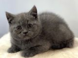 Blue British Shorthair Dişi Yavrumuz
