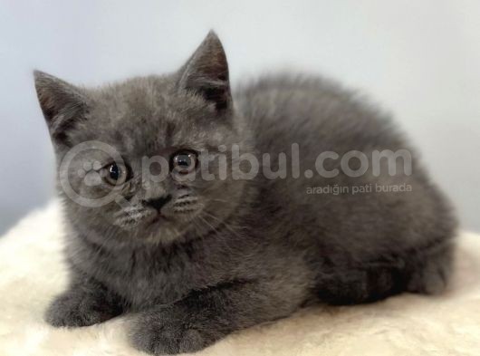 Blue British Shorthair Dişi Yavrumuz görsel