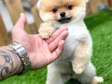 Orijinal Pomeranian Boo Yavrularımız