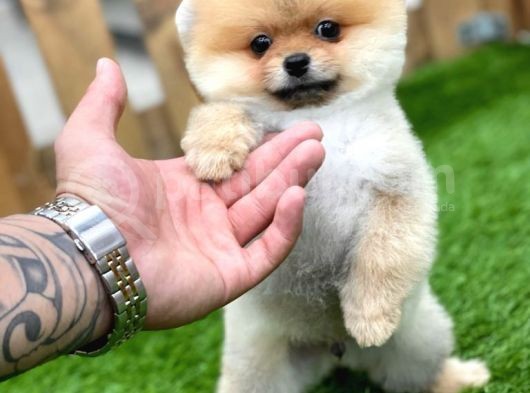 Orijinal Pomeranian Boo Yavrularımız