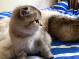 Golden Scottish Fold