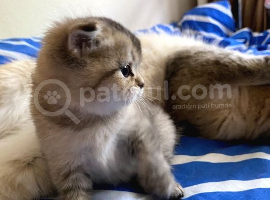 Golden Scottish Fold görsel