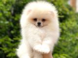 Tatlı Pomeranian