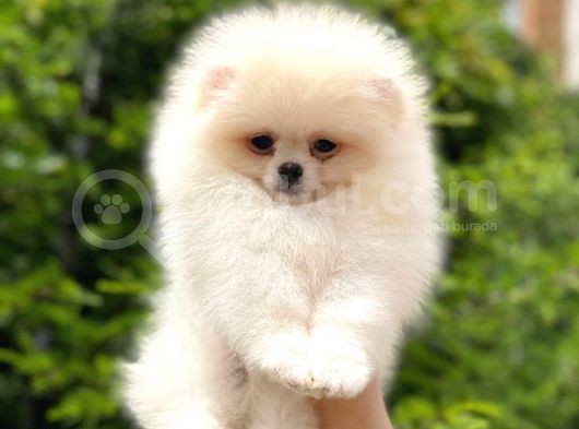 Tatlı Pomeranian görsel