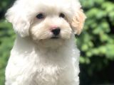 İkizlerin En Tatlısı Dizayn Irk Morkie