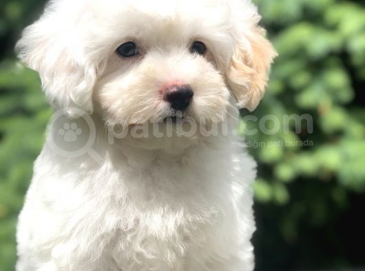 İkizlerin En Tatlısı Dizayn Irk Morkie görsel
