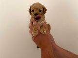 Mini Teacup Toy Poodle Yavrularımız
