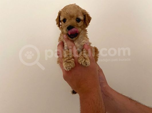 Mini Teacup Toy Poodle Yavrularımız