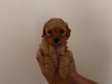 Mini Teacup Toy Poodle Yavrularımız