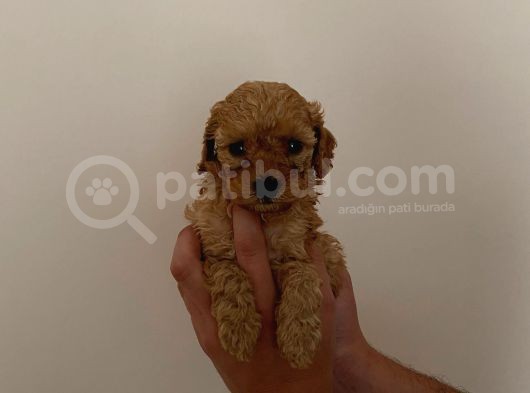 Mini Teacup Toy Poodle Yavrularımız görsel