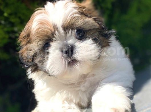 Irkının En İyisi Safkan Shih Tzu Yavrularımız görsel