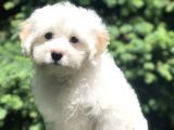 İkizlerin En Akıllısı Dizayn Irk Morkie Yavrumuz