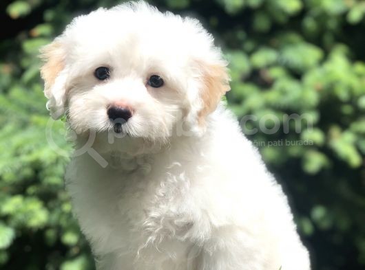 İkizlerin En Akıllısı Dizayn Irk Morkie Yavrumuz görsel