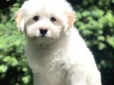 İkizlerin En Akıllısı Dizayn Irk Morkie Yavrumuz