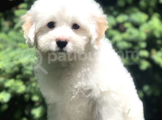 İkizlerin En Akıllısı Dizayn Irk Morkie Yavrumuz