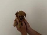Mini Teacup Toy Poodle Yavrularımız