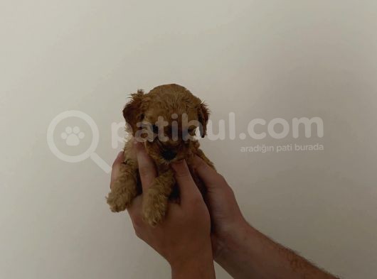 Mini Teacup Toy Poodle Yavrularımız görsel
