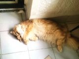 British Longhair Kedimiz 2 Yaşında Çok Tatlı Erkek Gözleri Yeşil Tüyleri Sarıdır Kısırlaştırılmış