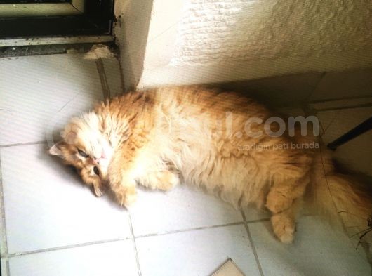 British Longhair Kedimiz 2 Yaşında Çok Tatlı Erkek Gözleri Yeşil Tüyleri Sarıdır Kısırlaştırılmış görsel