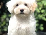 İkizlerin En Tatlısı Dizayn Irk Morkie