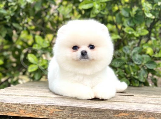 Oriji̇nal Pomerani̇an Teddy Face görsel