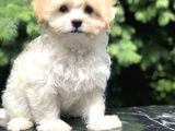 Böyle Tatlı Maltipoo Görülmedi