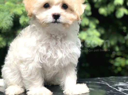 Böyle Tatlı Maltipoo Görülmedi görsel