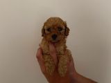 Mini Teacup Toy Poodle Yavrularımız