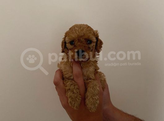 Mini Teacup Toy Poodle Yavrularımız görsel