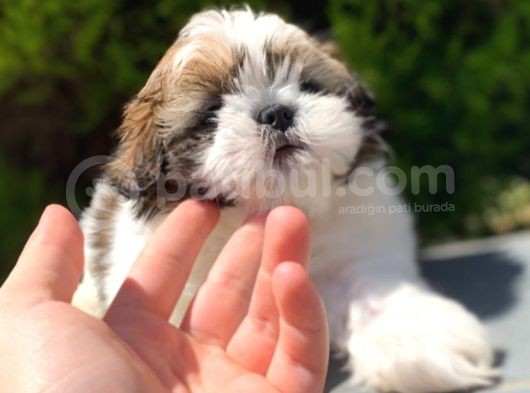 Irkının En İyisi Safkan Shih Tzu Yavrularımız görsel