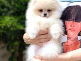 Tatlı Pomeranian